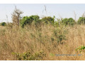 verger-de-9638-m2-vers-cherif-lo-small-1