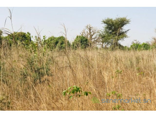 Verger de 9638 m² vers Cherif Lô