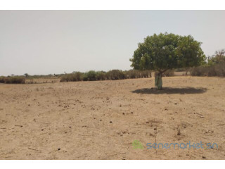 Verger de 9882 m² vers Tataguine