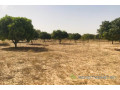 verger-fruitier-128-hectare-vers-koul-small-0