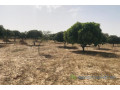 verger-fruitier-128-hectare-vers-koul-small-1