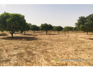 Verger Fruitier 1,28 hectare vers Koul