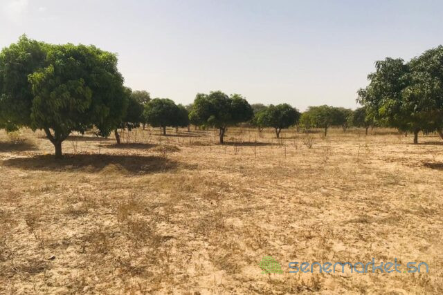 verger-fruitier-128-hectare-vers-koul-big-2