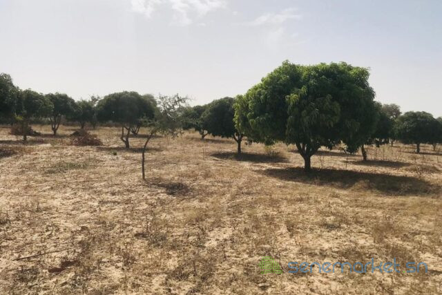 verger-fruitier-128-hectare-vers-koul-big-1