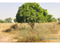 verger-fruitier-133-hectare-vers-meouane-small-1