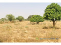 verger-fruitier-133-hectare-vers-meouane-small-0