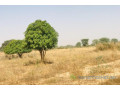 verger-fruitier-133-hectare-vers-meouane-small-2