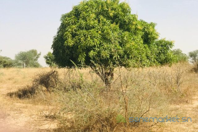 verger-fruitier-133-hectare-vers-meouane-big-1