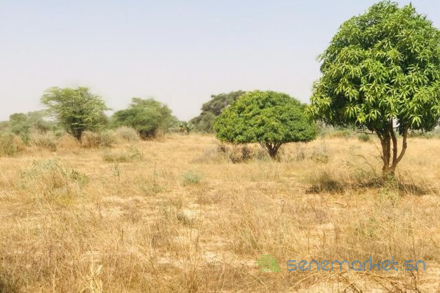 verger-fruitier-133-hectare-vers-meouane-big-0