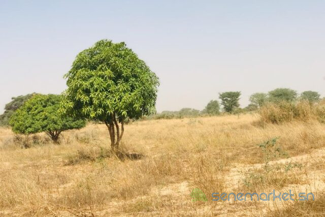 verger-fruitier-133-hectare-vers-meouane-big-2