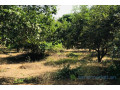 verger-fruitier-292-hectares-vers-la-route-des-niayes-small-1