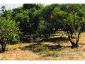 verger-fruitier-292-hectares-vers-la-route-des-niayes-small-2