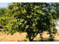 verger-fruitier-292-hectares-vers-la-route-des-niayes-small-0