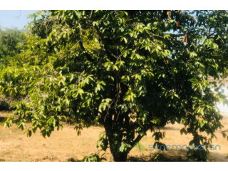 Verger Fruitier 2,92 hectares vers la Route des Niayes
