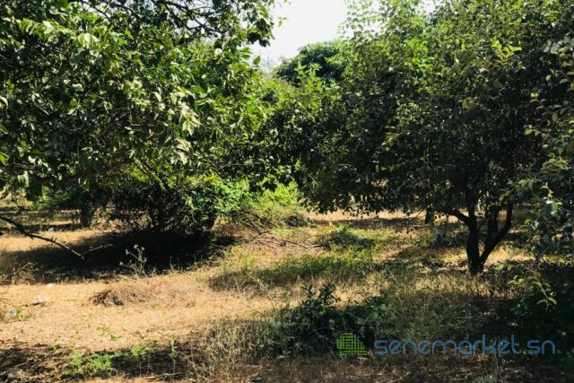 verger-fruitier-292-hectares-vers-la-route-des-niayes-big-1