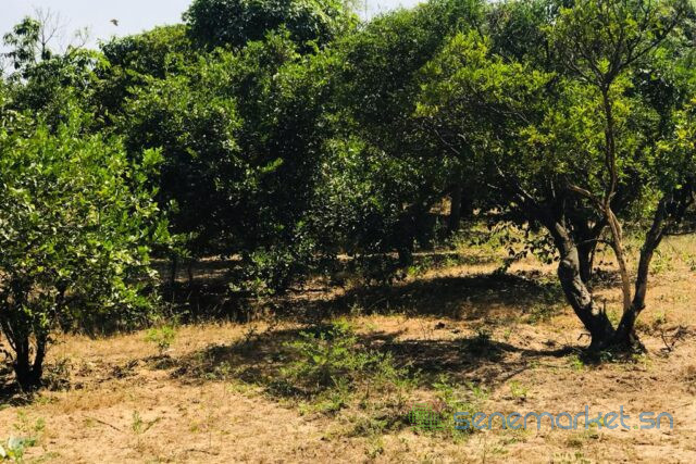 verger-fruitier-292-hectares-vers-la-route-des-niayes-big-2