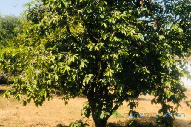 verger-fruitier-292-hectares-vers-la-route-des-niayes-big-0