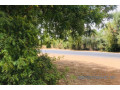 verger-fruitier-de-225-hectares-vers-notto-diobass-small-1
