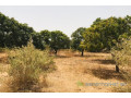 verger-fruitier-de-225-hectares-vers-notto-diobass-small-2