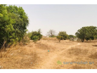 Verger Fruitier de 2,25 hectares vers Notto Diobass