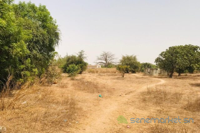 verger-fruitier-de-225-hectares-vers-notto-diobass-big-0