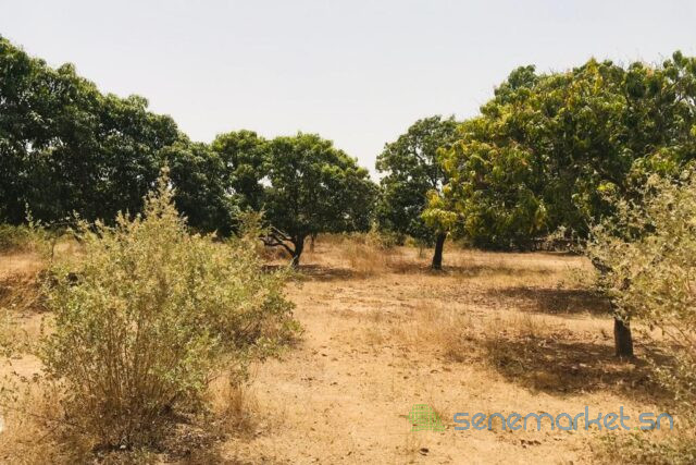 verger-fruitier-de-225-hectares-vers-notto-diobass-big-2