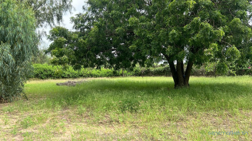 terrain-de-1000-metres-carres-a-vendre-a-warang-senegal-big-0
