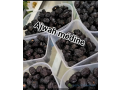 dattes-ajwah-premium-de-medine-small-1