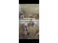 chiots-beoberboul-small-4