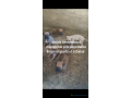 chiots-beoberboul-small-2
