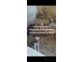 chiots-beoberboul-small-3