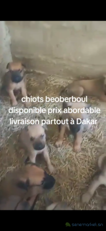 chiots-beoberboul-big-4