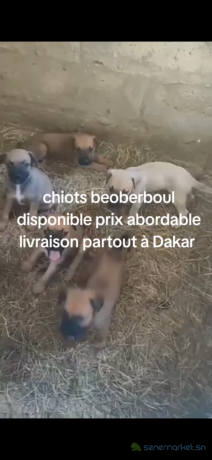 chiots-beoberboul-big-2