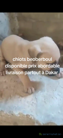 chiots-beoberboul-big-0