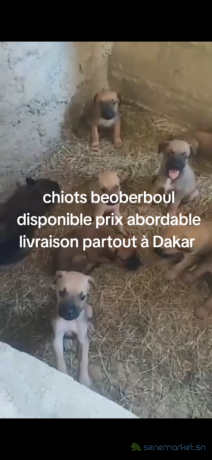 chiots-beoberboul-big-3