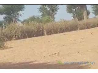 Terrain de 2 hectares vers Notto Diobass