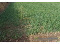 verger-de-5-000-m2-vers-ngueniene-small-1