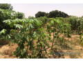 ferme-de-420-hectares-vers-tassette-small-1