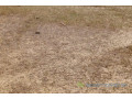 terrain-de-16-hectare-vers-tataguine-small-1