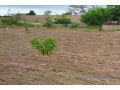 verger-de-6000-m2-vers-thienaba-small-1