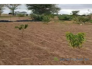 Verger de 6000 m² vers Thiénaba