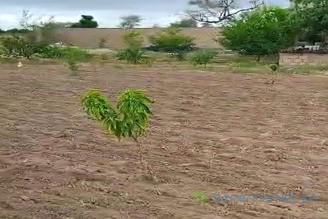 verger-de-6000-m2-vers-thienaba-big-1