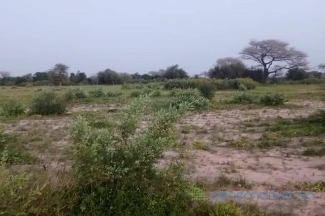 terrain-de-4-hectares-vers-koul-big-2