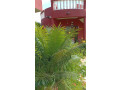 terrain-de-2000-metres-carres-a-vendre-a-warang-senegal-small-1