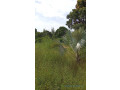 terrain-de-2000-metres-carres-a-vendre-a-warang-senegal-small-3