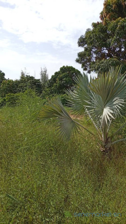 terrain-de-2000-metres-carres-a-vendre-a-warang-senegal-big-3