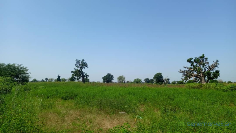 terrain-de-1-hectare-a-vendre-a-louly-ngomene-big-2