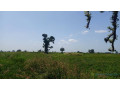 terrain-2-hectares-et-demi-a-vendre-a-louly-senegal-small-2
