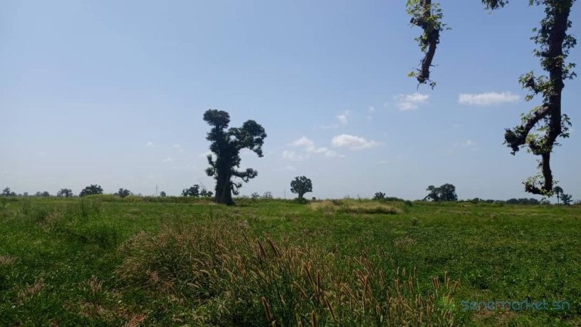 terrain-2-hectares-et-demi-a-vendre-a-louly-senegal-big-2