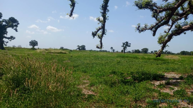 terrain-2-hectares-et-demi-a-vendre-a-louly-senegal-big-1